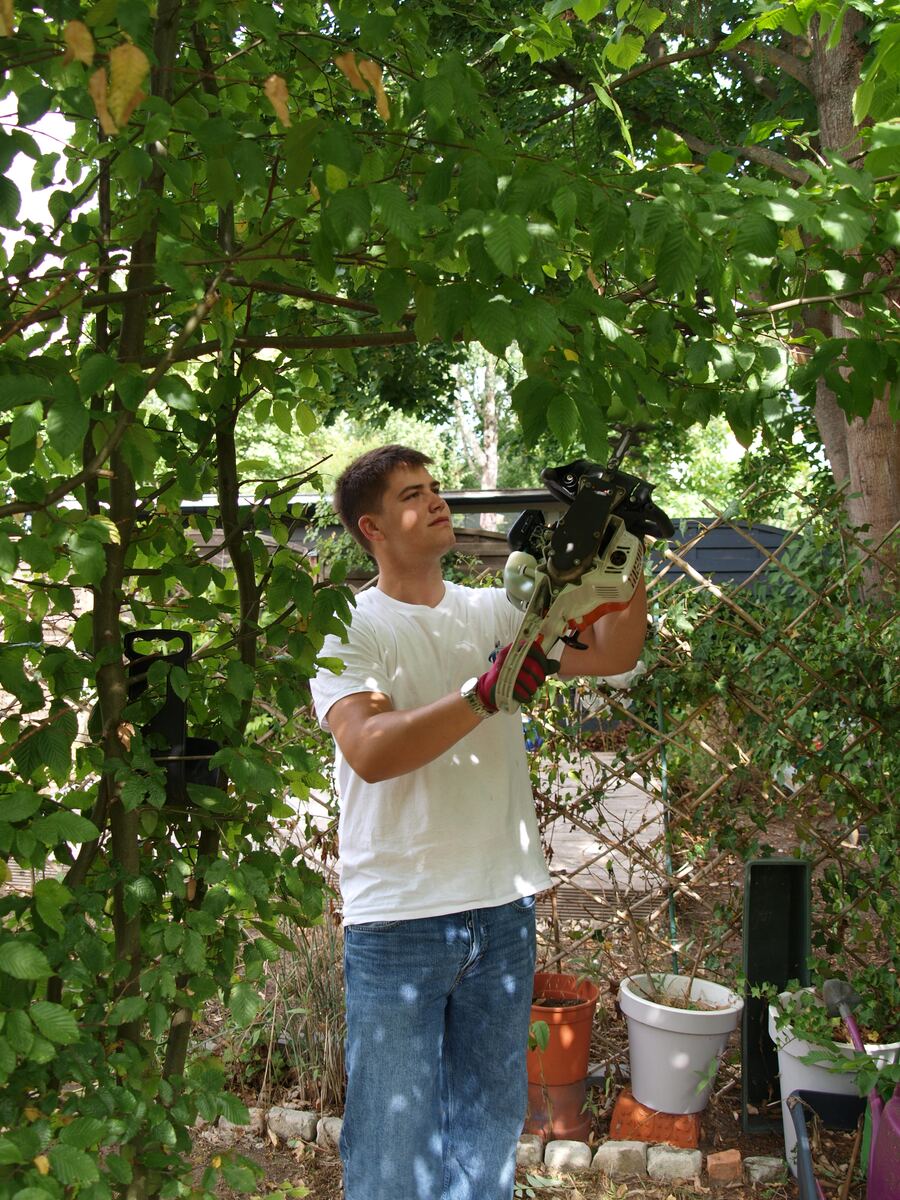 Heckenschnitt mit der Motor-Heckenschere im Garten